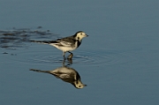 Pied wagtail